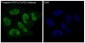 Anti-Phospho-STAT3 (Y705) Rabbit Monoclonal Antibody